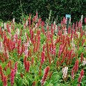 Polygonum affine